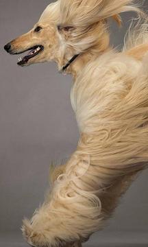 阿富汗獵犬拼圖游戲截圖2