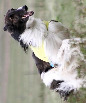 拉布拉多獵犬拼圖游戲截圖4