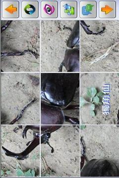 益智昆蟲拼圖游戲截圖5