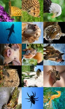 動物備註游戲截圖3