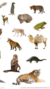 狂猜動物單機(jī)游戲游戲截圖1