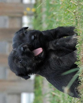 巨型雪納瑞犬拼圖游戲截圖4