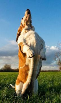 狩獵獵犬拼圖游戲截圖3