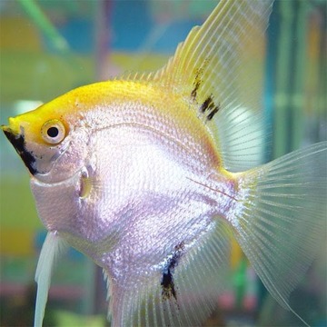 拼圖:魚游戲截圖3