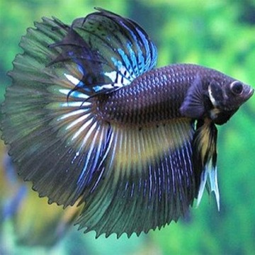 拼圖:魚游戲截圖1