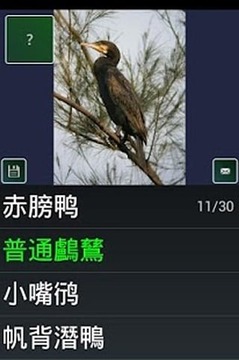 鳥物種瑣事問答游戲游戲截圖2