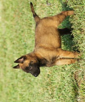比利時瑪利諾犬拼圖游戲截圖5