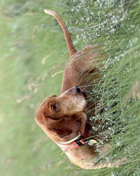 狩獵獵犬拼圖游戲截圖2