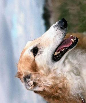 拉布拉多獵犬拼圖游戲截圖5