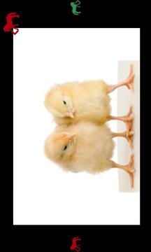 我的寶貝發(fā)現(xiàn)農(nóng)場動物游戲截圖5