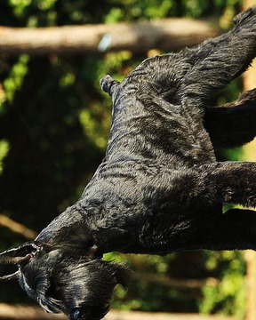 巨型雪納瑞犬拼圖游戲截圖5