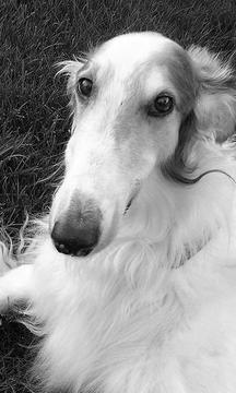 拉布拉多獵犬拼圖游戲截圖2