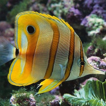 拼圖:魚游戲截圖5