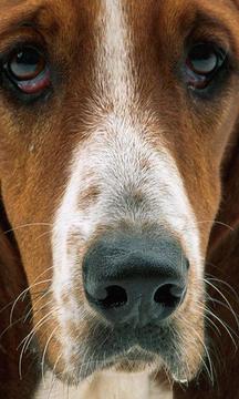 狩獵獵犬拼圖游戲截圖5