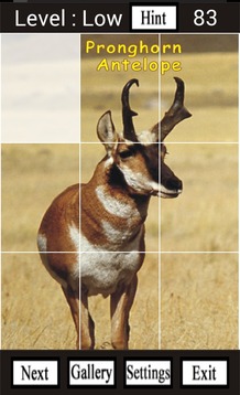 Wild Animals of North America游戲截圖3