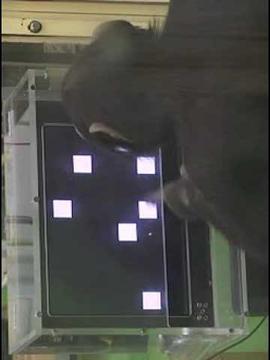 Beat Chimp游戲截圖1