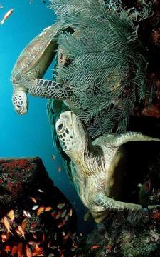 Tile Puzzle - Ocean Life游戲截圖1