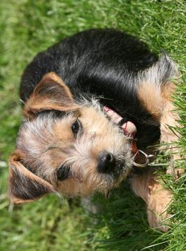 Dogs Jigsaw Puzzles游戲截圖5