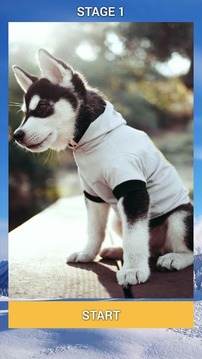 Siberian Husky Puzzle Game游戲截圖2