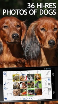 Jigsaw Puzzles Dogs游戲截圖1