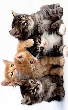 Tile Puzzle Cats (NoAds)游戲截圖3
