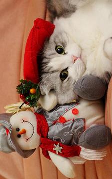 Find Differences Christmas游戲截圖5