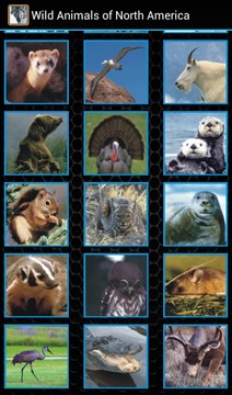 Wild Animals of North America游戲截圖4