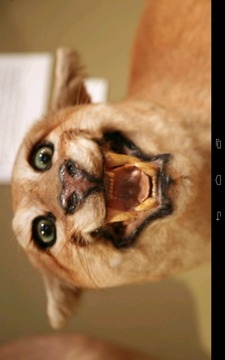 Angry Cougar游戲截圖3