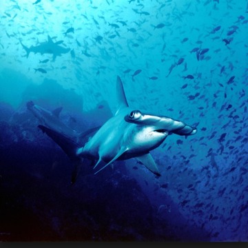 Shark Hunter Memory Game游戲截圖1