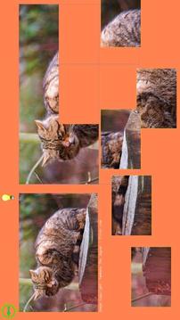 Cat Puzzle - Best For Kids游戲截圖3