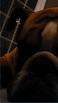 Pocket Snoring Bulldog游戲截圖1