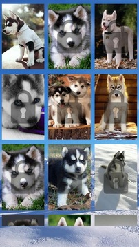 Siberian Husky Puzzle Game游戲截圖1