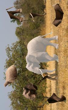 Africa Puzzles for kids (Lite)游戲截圖5