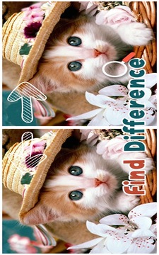Find 5 Difference : Cats游戲截圖1