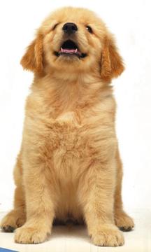 Cute Dog Puzzle游戲截圖1