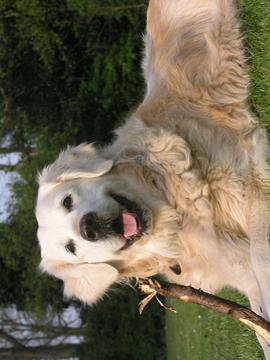 Dogs Jigsaw Puzzles游戲截圖4