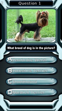 Dog Quiz游戲截圖4
