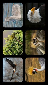 Bird Jigsaw Puzzles游戲截圖1