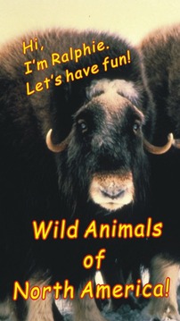 Wild Animals of North America游戲截圖1