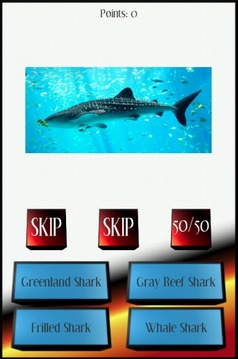 Sharks Picture Quiz游戲截圖2