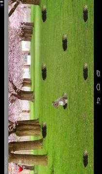 Squirrel Hunter Game游戲截圖1