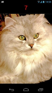 Find The Kitties游戲截圖3