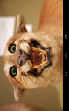 Angry Cougar游戲截圖5