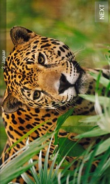 World Mammal - Animal Quiz游戲截圖4