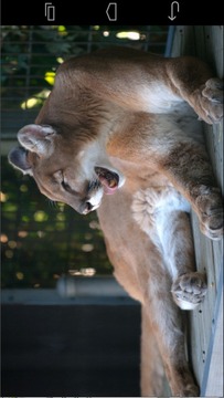 Angry Cougar游戲截圖1