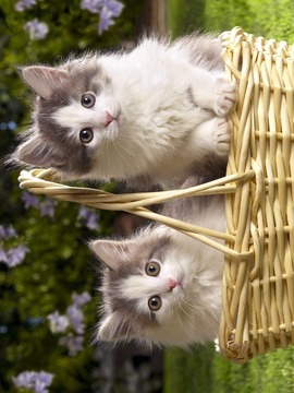 Cats Match游戲截圖2