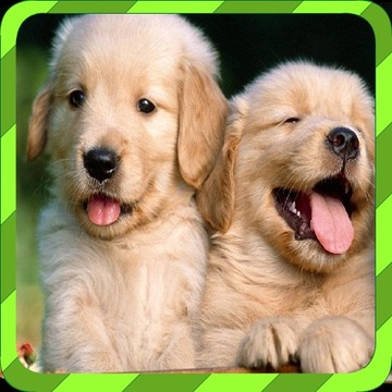 Puppy Games - Spot Differences游戲截圖3