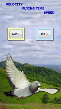 Racing Pigeon Speed游戲截圖1