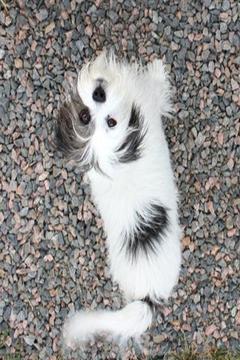Picking A Puppy游戲截圖3