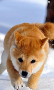 Cute Dog Puzzle游戲截圖4